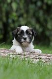 TERRIER DU TIBET 059